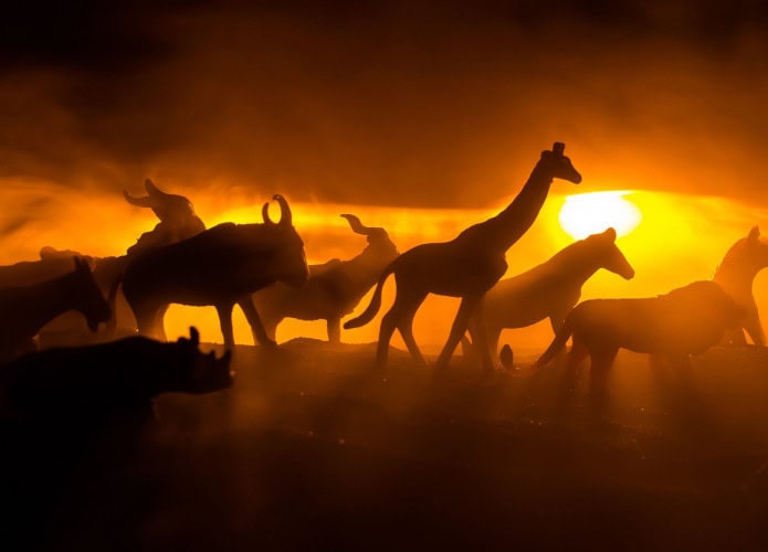 animais selvagens