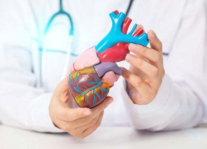 aorta