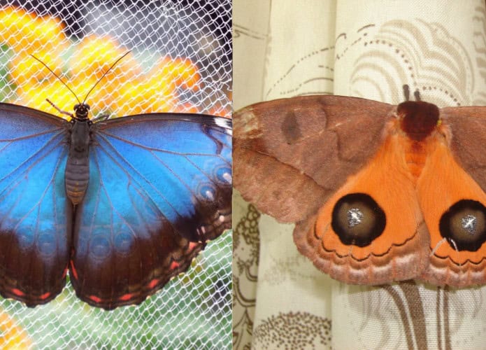 borboleta azul e mariposa marrom