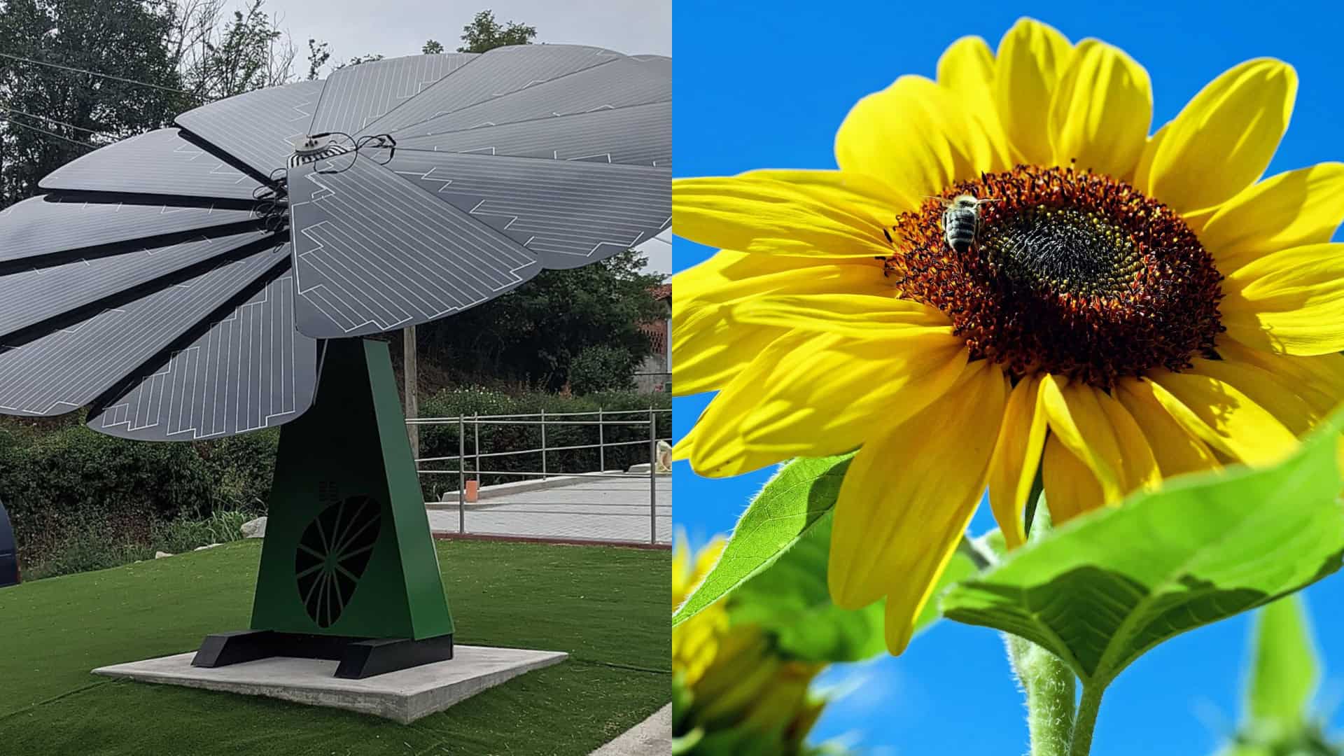 Painel solar Smartflower e um girassol