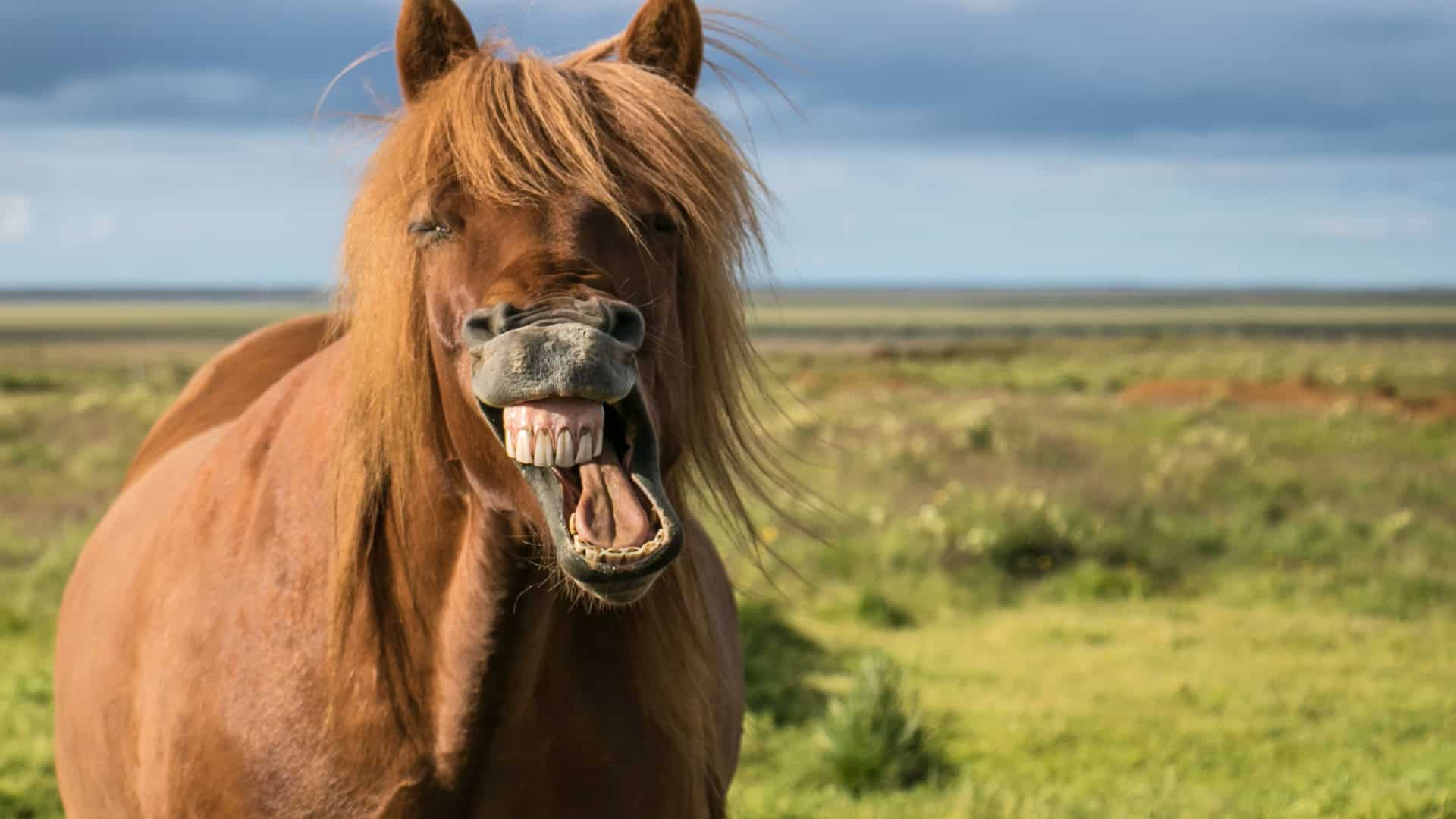 Cavalo sorrindo