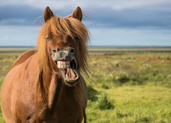 Cavalo sorrindo