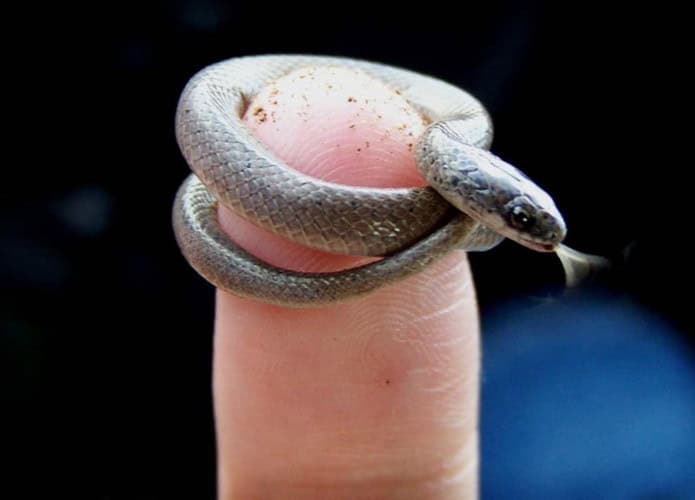 cobra-barbados-1-695x500