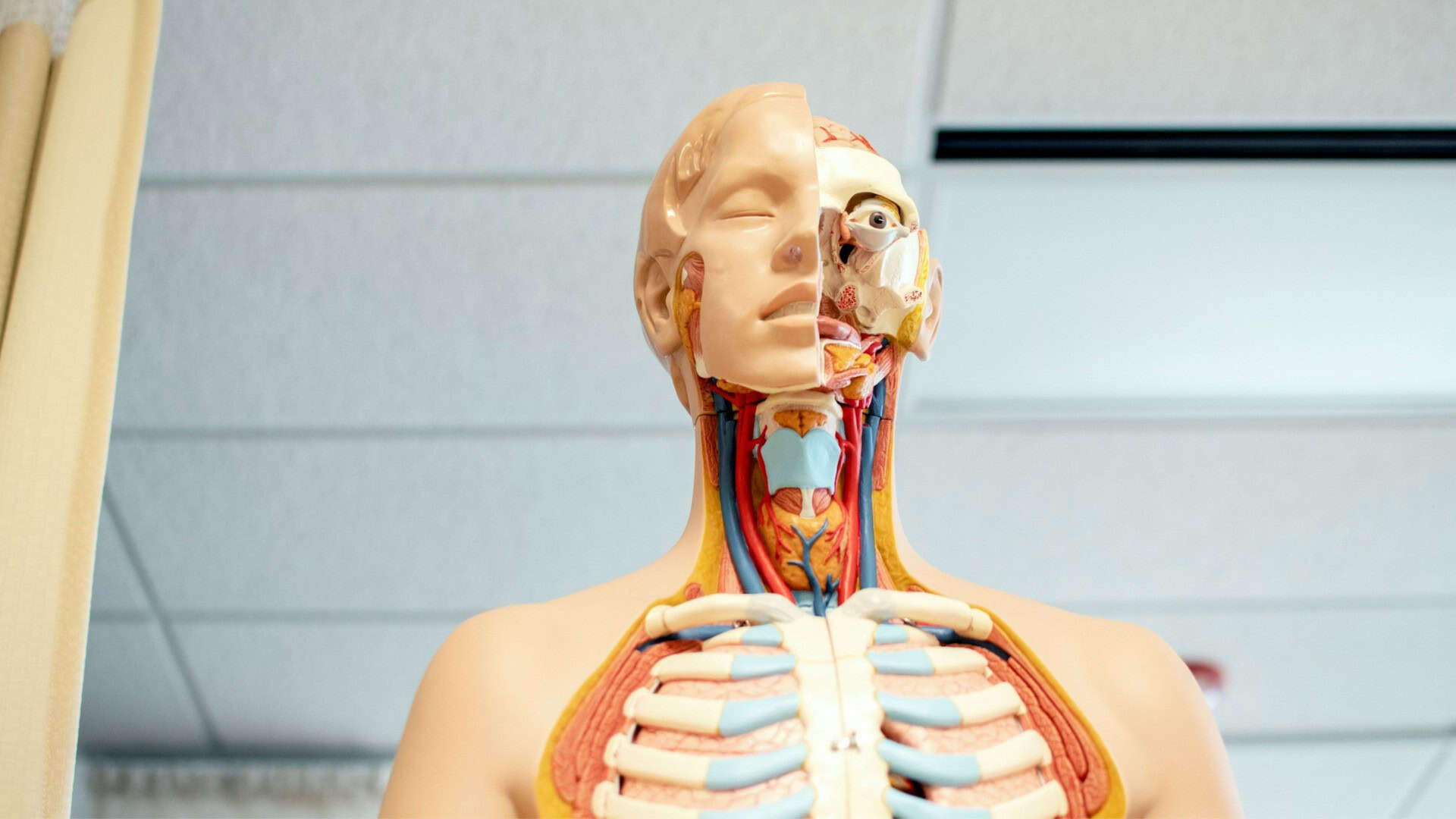Corpo humano em tamanho real, desenvolvido em plástico e silicone para estudar anatomia