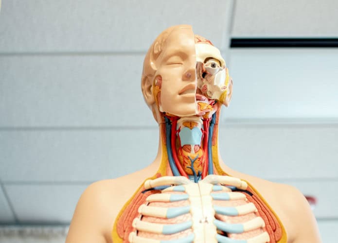 Corpo humano em tamanho real, desenvolvido em plástico e silicone para estudar anatomia