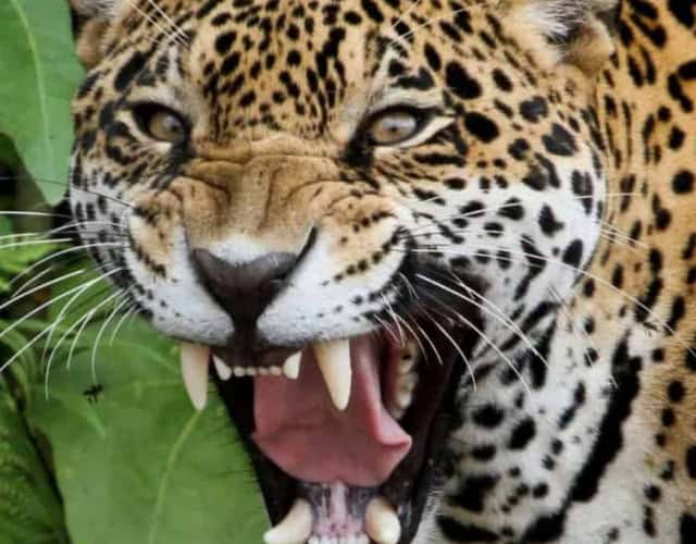 Capa - Leopardo
