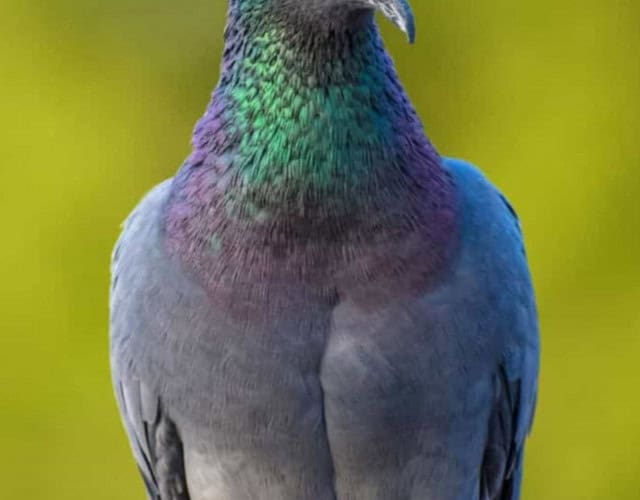 Capa - animais