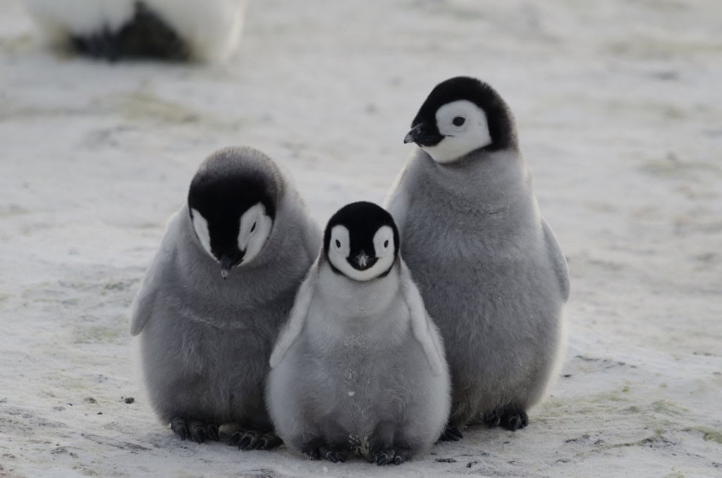Três filhotes de pinguim