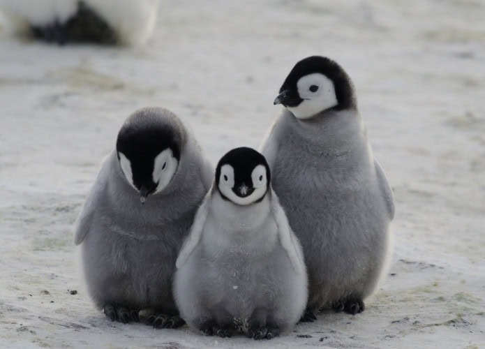 Três filhotes de pinguim