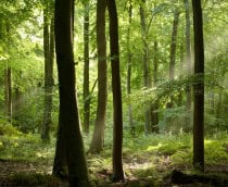 Árvores em uma floresta