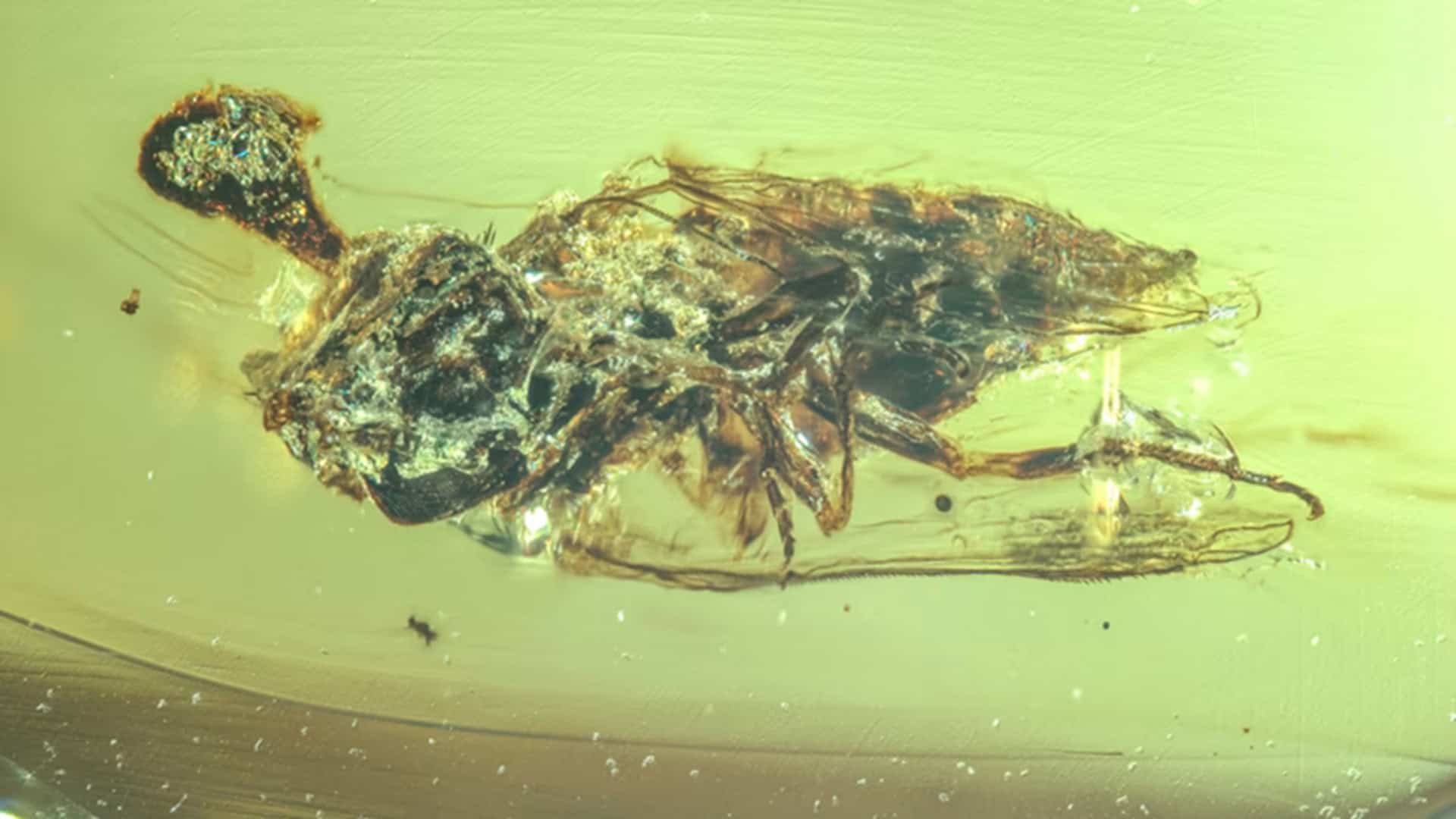 Mosca infectada pelo fungo zumbi cordyceps