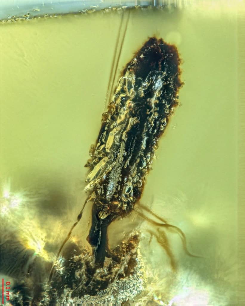 Formiga infectada pelo fungo zumbi cordyceps