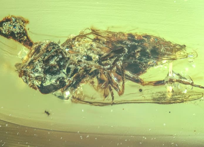 Mosca infectada pelo fungo zumbi cordyceps