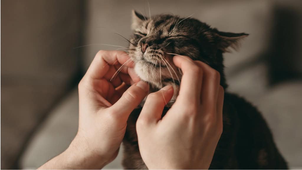 O homem acaricia o rosto do gato