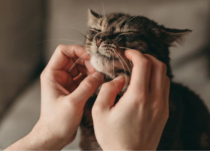 O homem acaricia o rosto do gato