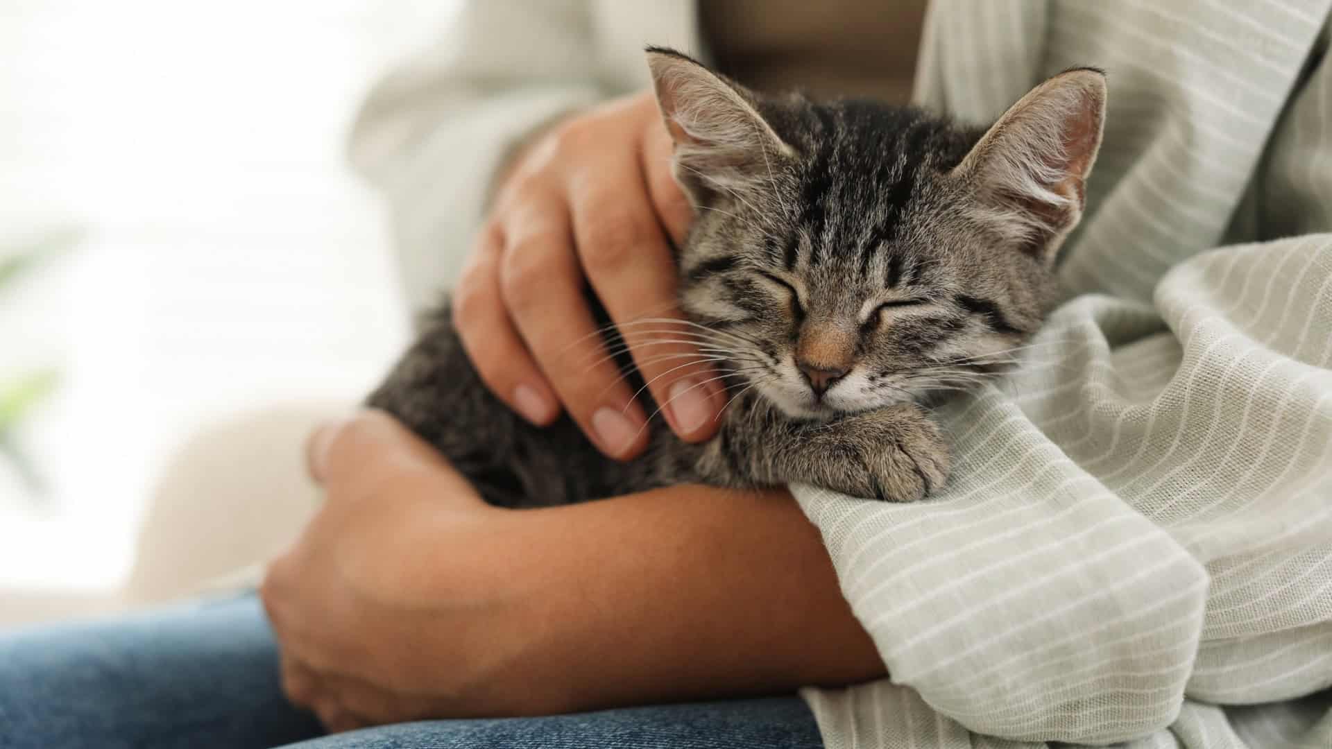 Gato recebendo carinho no colo