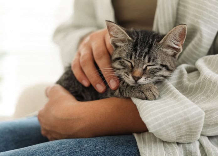Gato recebendo carinho no colo