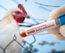 gripe_aviaria-210x172