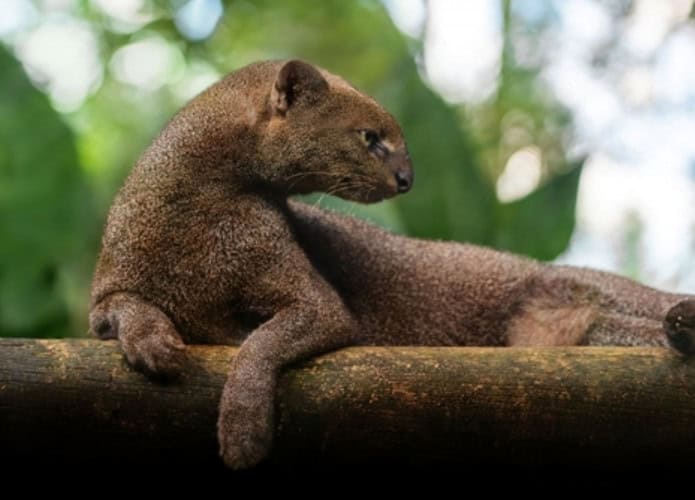 jaguarundi-pequeno-1-695x500