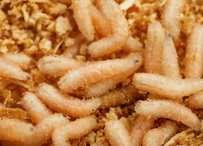 Larvas da mosca-varejeira
