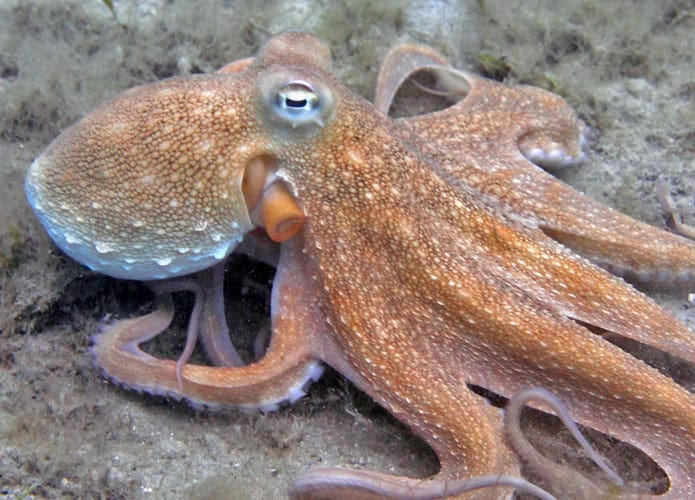 Octopus vulgaris