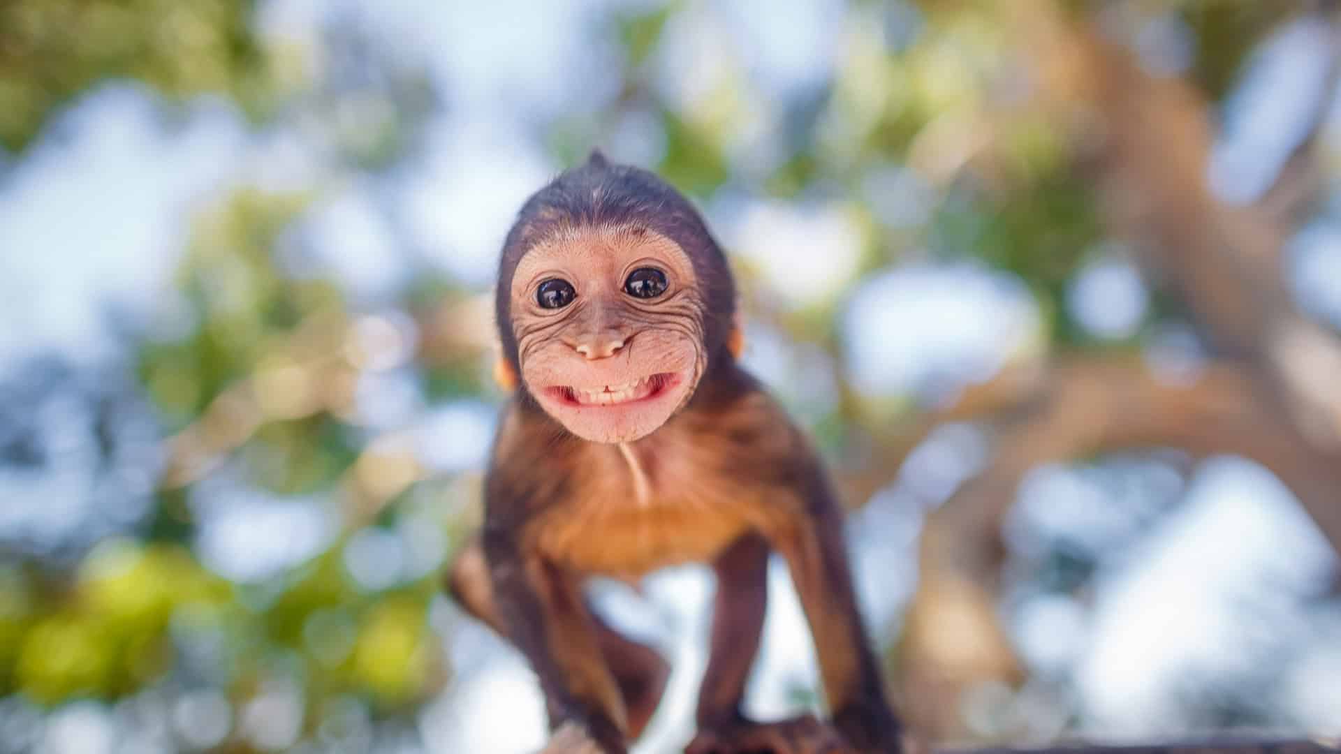 Macaco-de-Gibraltar