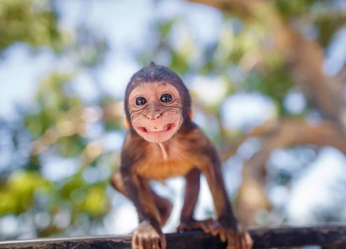 Macaco-de-Gibraltar