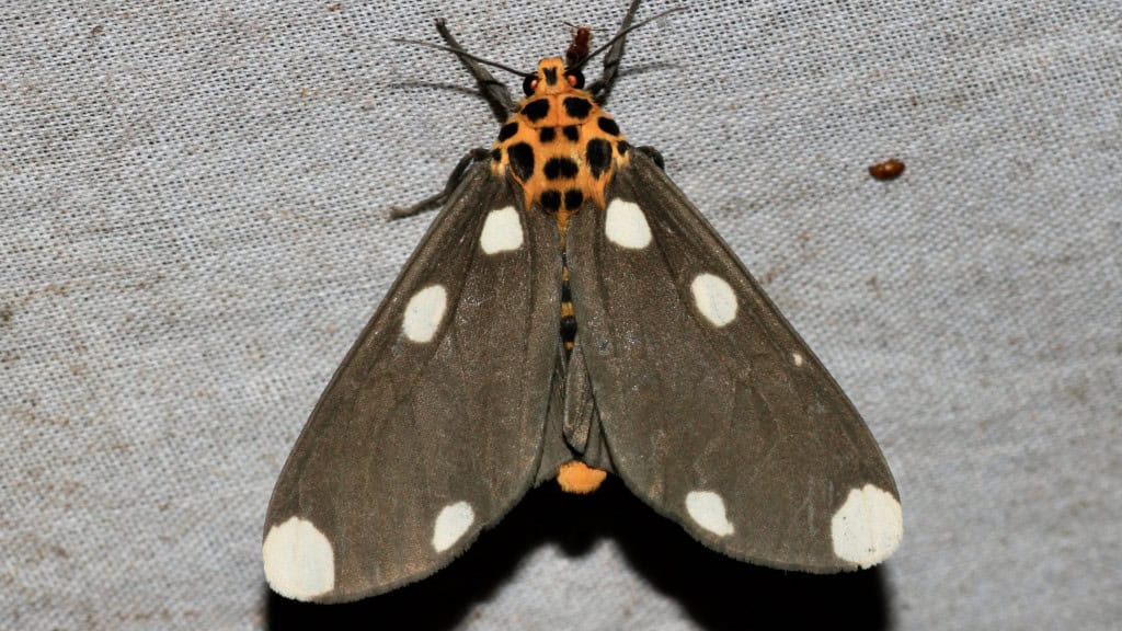 Mariposa de asas pretas com bolinhas brancas e corpo amarelo com bolinhas pretas