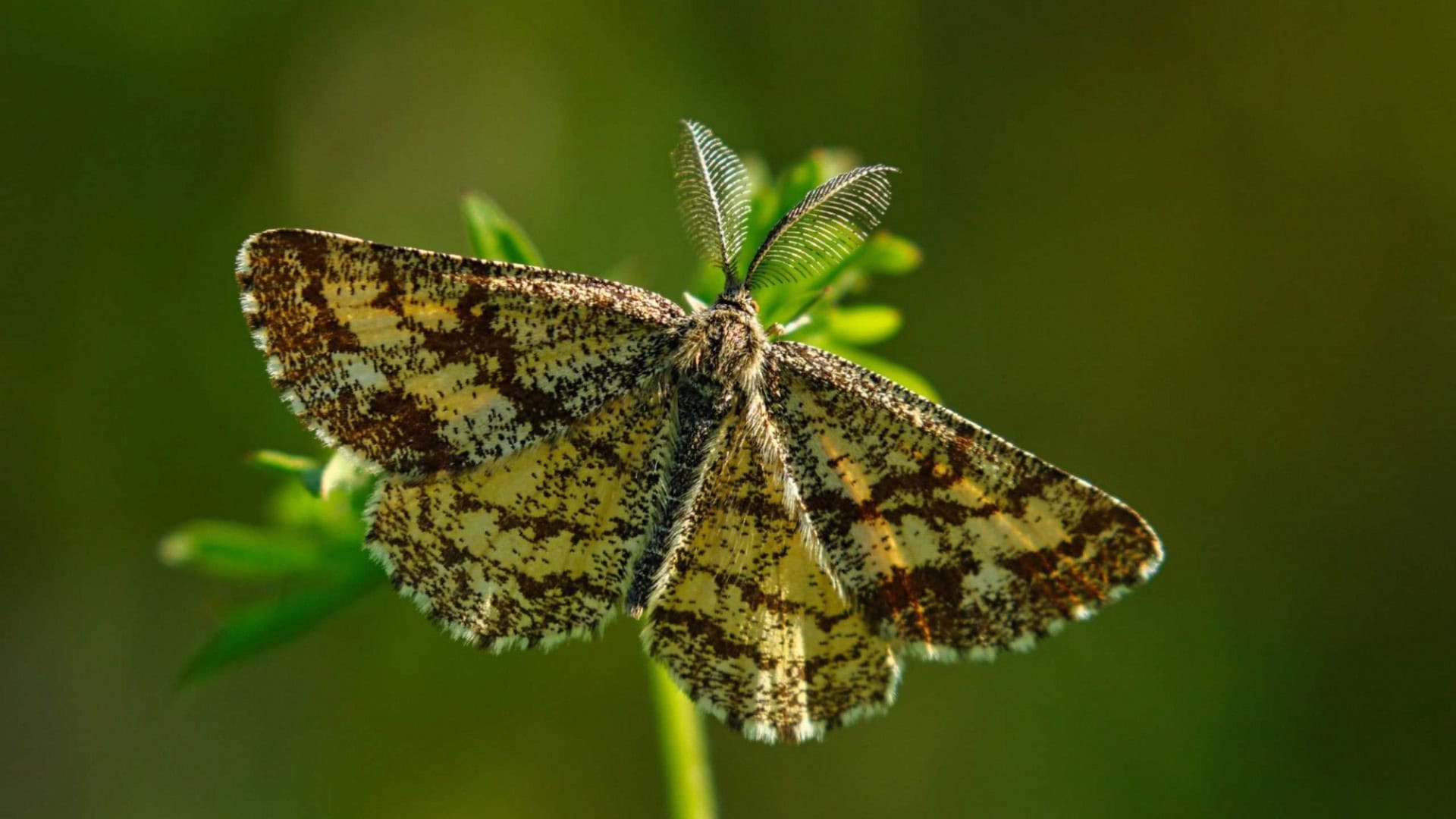 mariposas-1920x1080