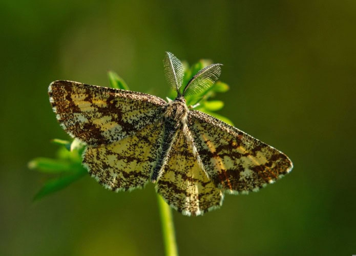 mariposas-695x500