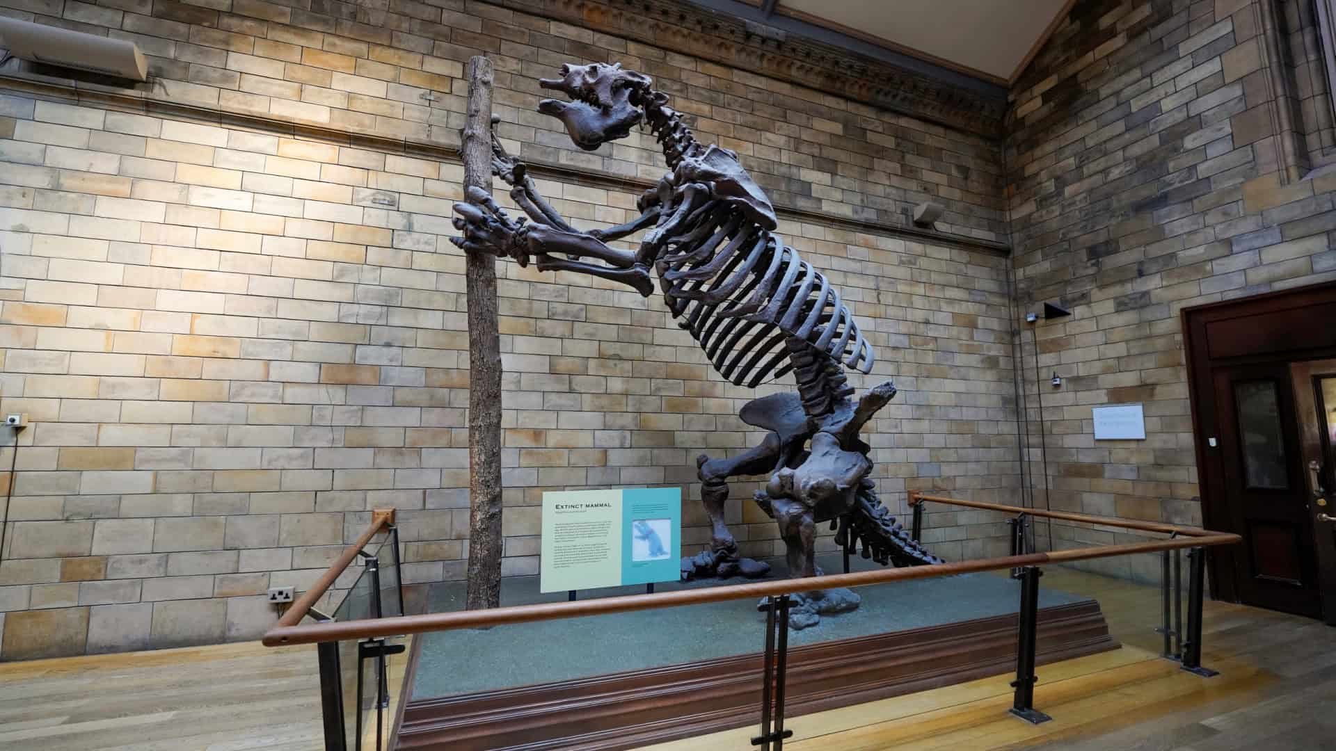 Fóssil de preguiça-gigante