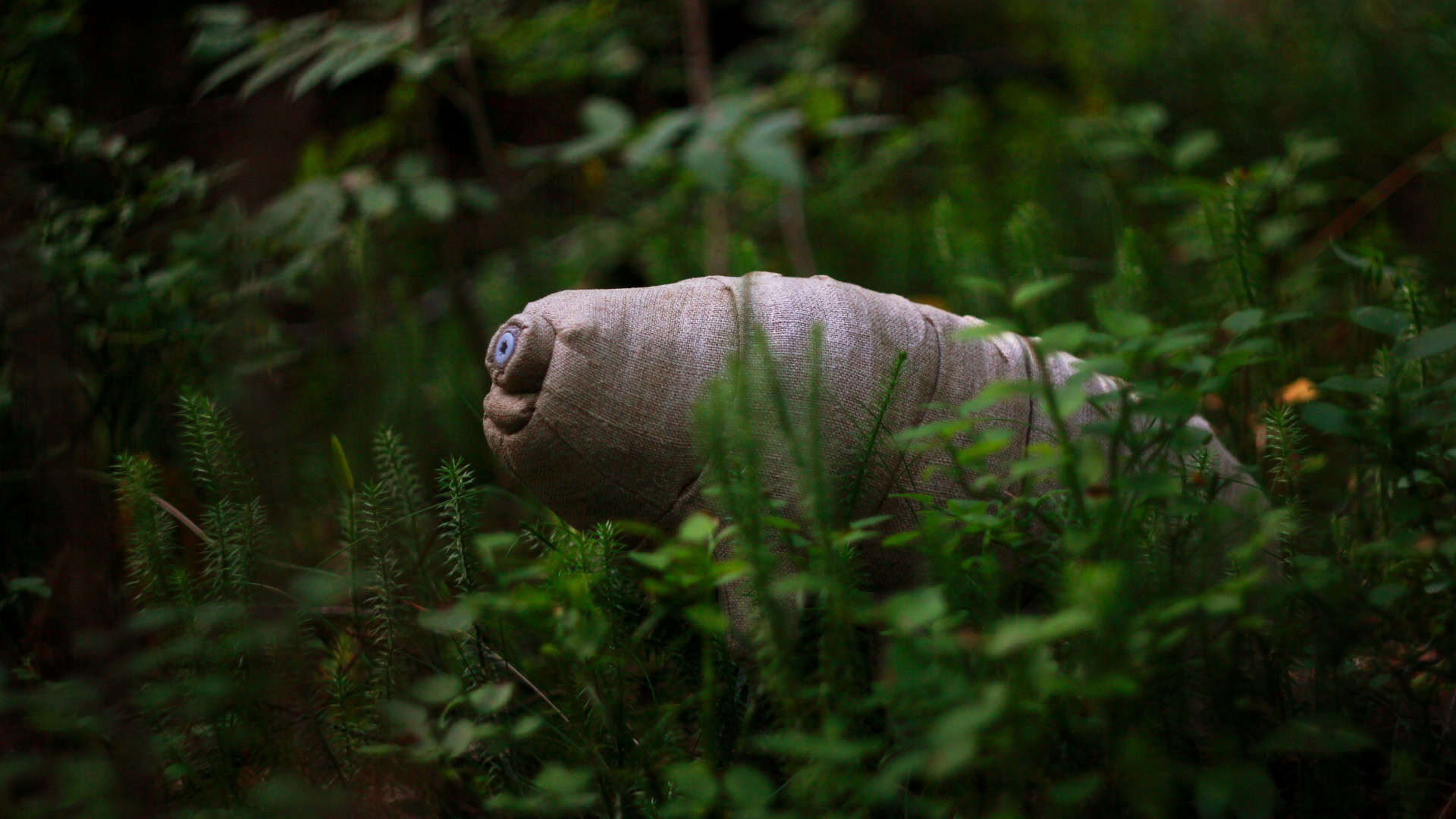 Tardígrado em ambiente natural de floresta