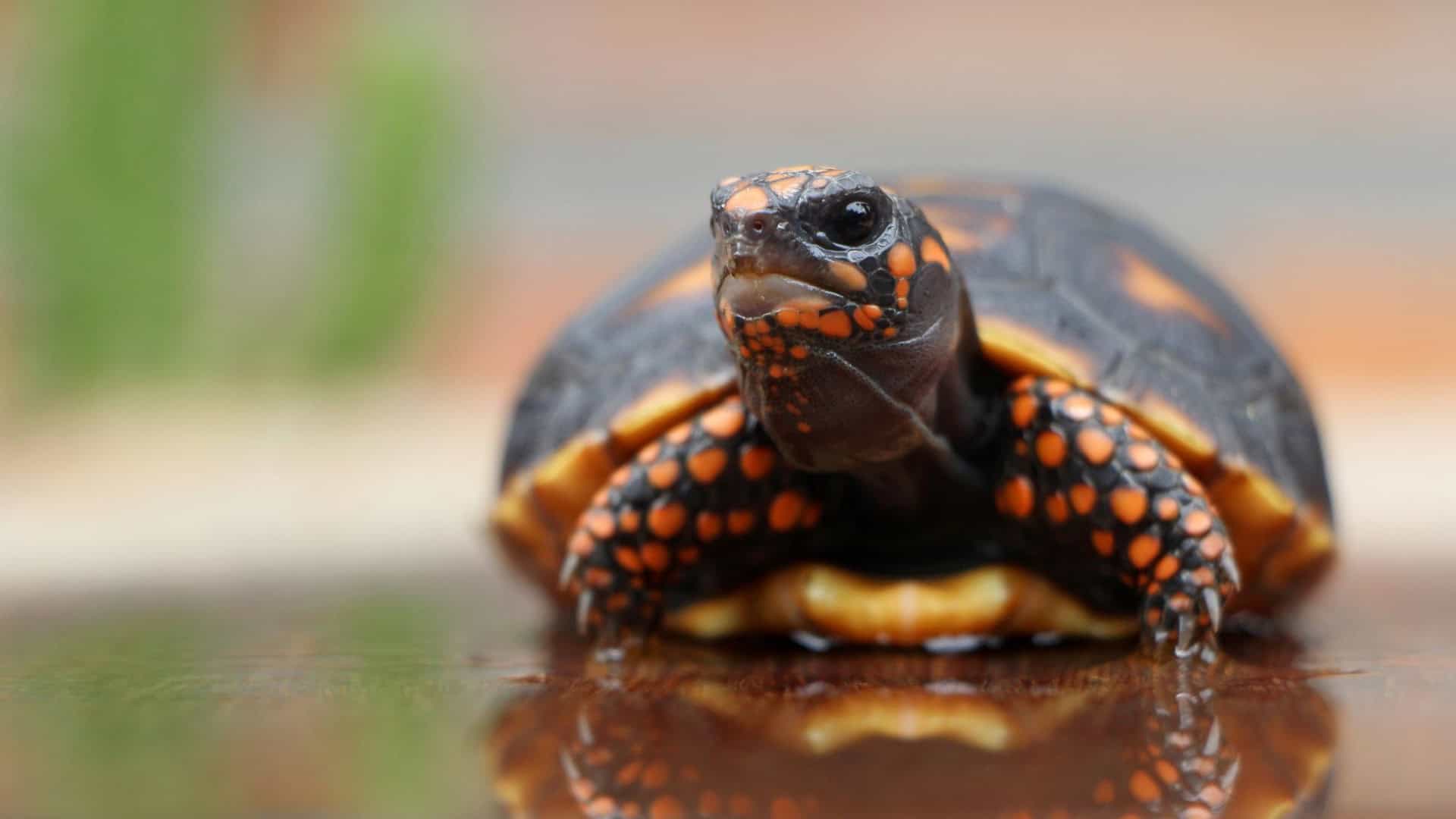 tartaruga
