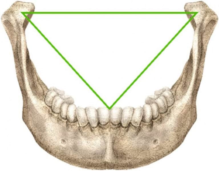 Bonwill Mistério de obra de Leonardo da Vinci é revelado por dentista - Olhar ...