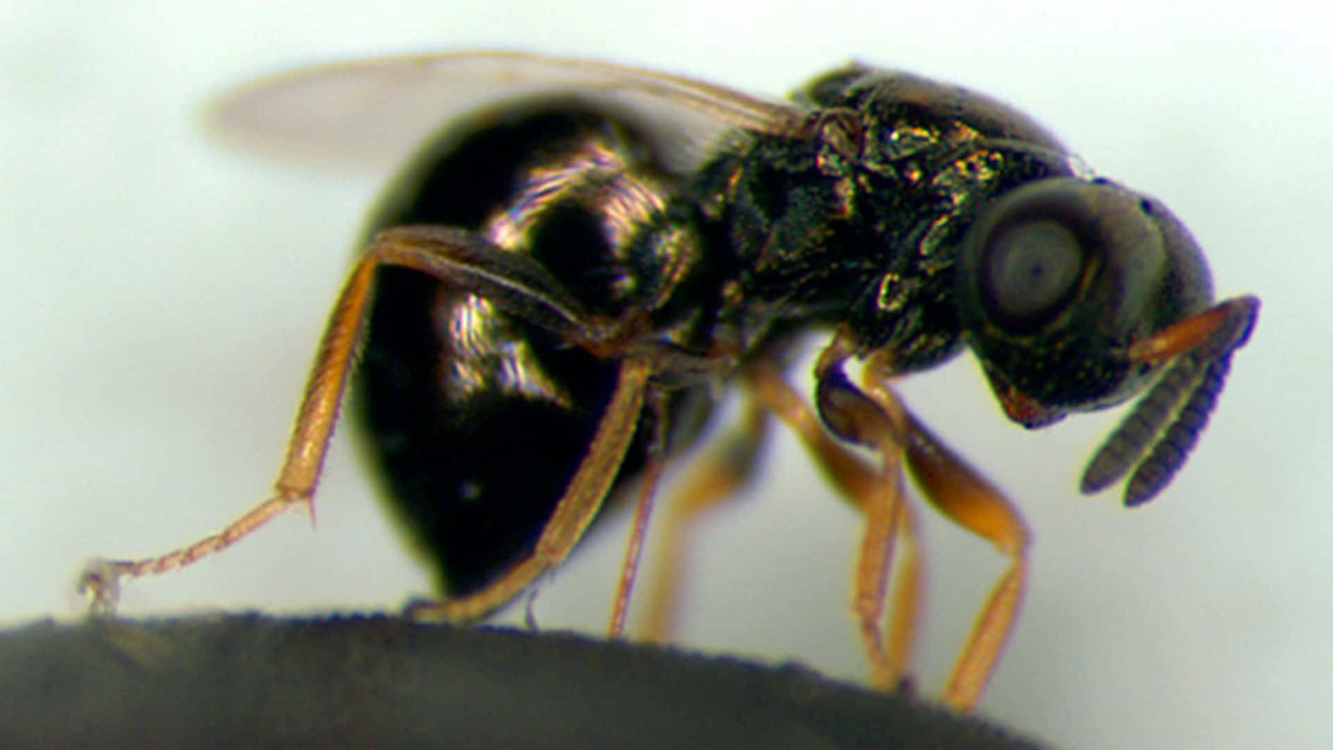 Nasonia vitripennis ou vespa-joia