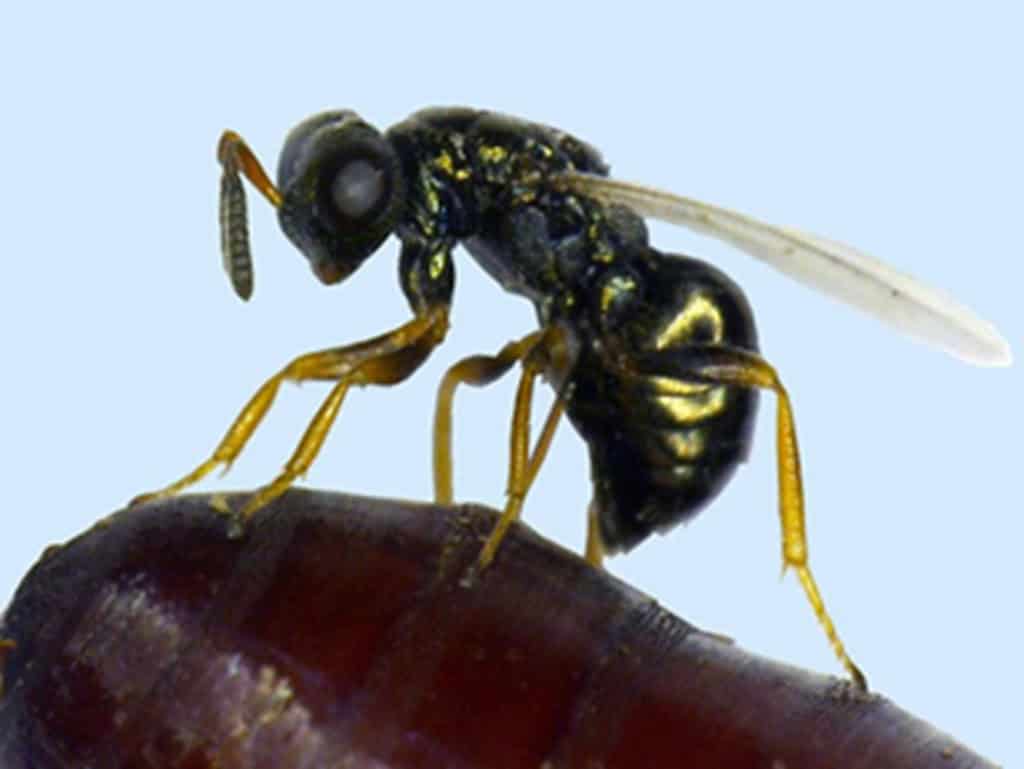 Nasonia vitripennis ou vespa-joia