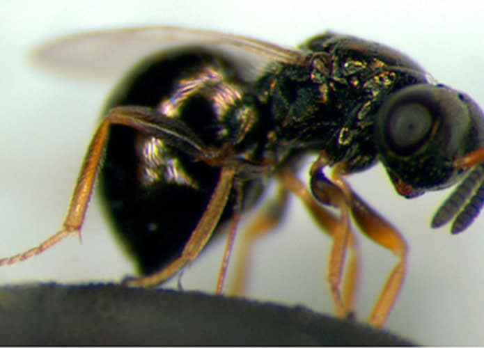 Nasonia vitripennis ou vespa-joia