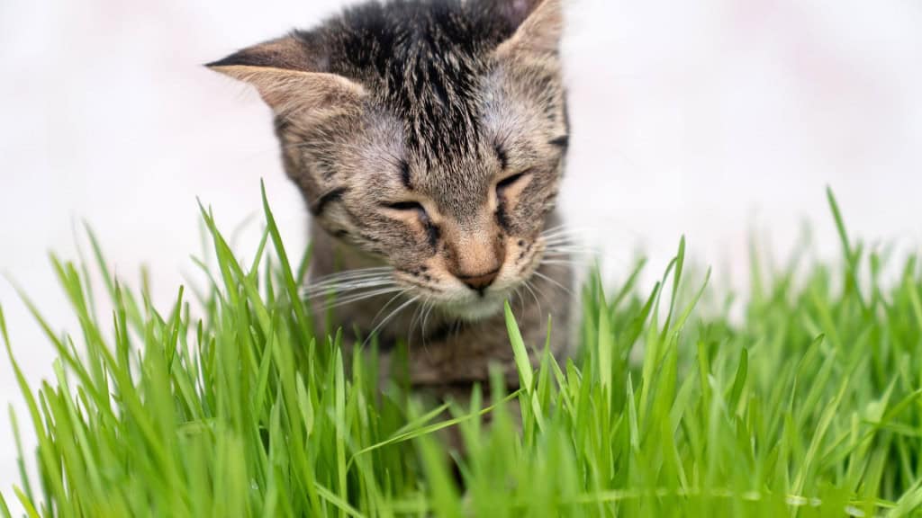  gato de interior comendo grama verde fresca do gato para a digestão e o alívio do hairball no chão de madeira, remédio natural para a saúde do felino, bem-estar e cuidados de higiene no ambiente caseiro acolhedor