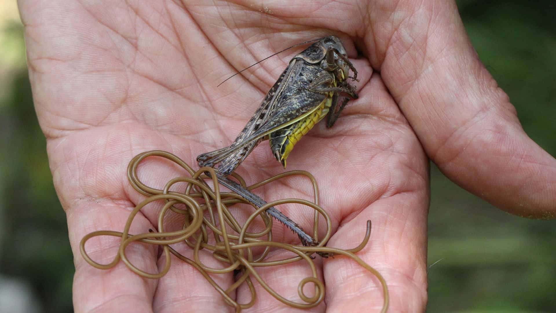 Mão humana com um grilo morto e um parasita verme crina de cavalo longo e enrolado, mostrando o hospedeiro que foi levado a se afogar antes da saída do organismo.