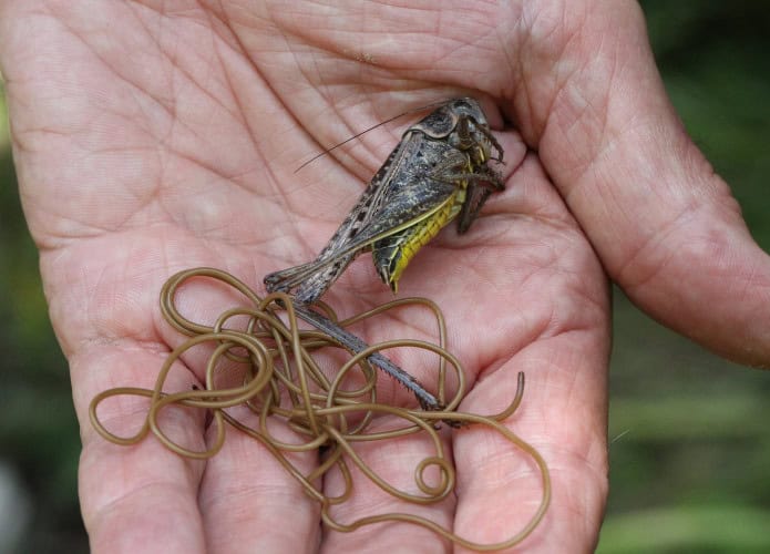 Mão humana com um grilo morto e um parasita verme crina de cavalo longo e enrolado, mostrando o hospedeiro que foi levado a se afogar antes da saída do organismo.