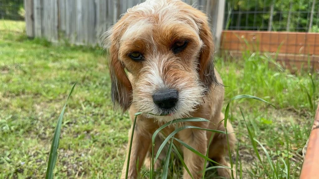 cachorro caramelo comendo capim