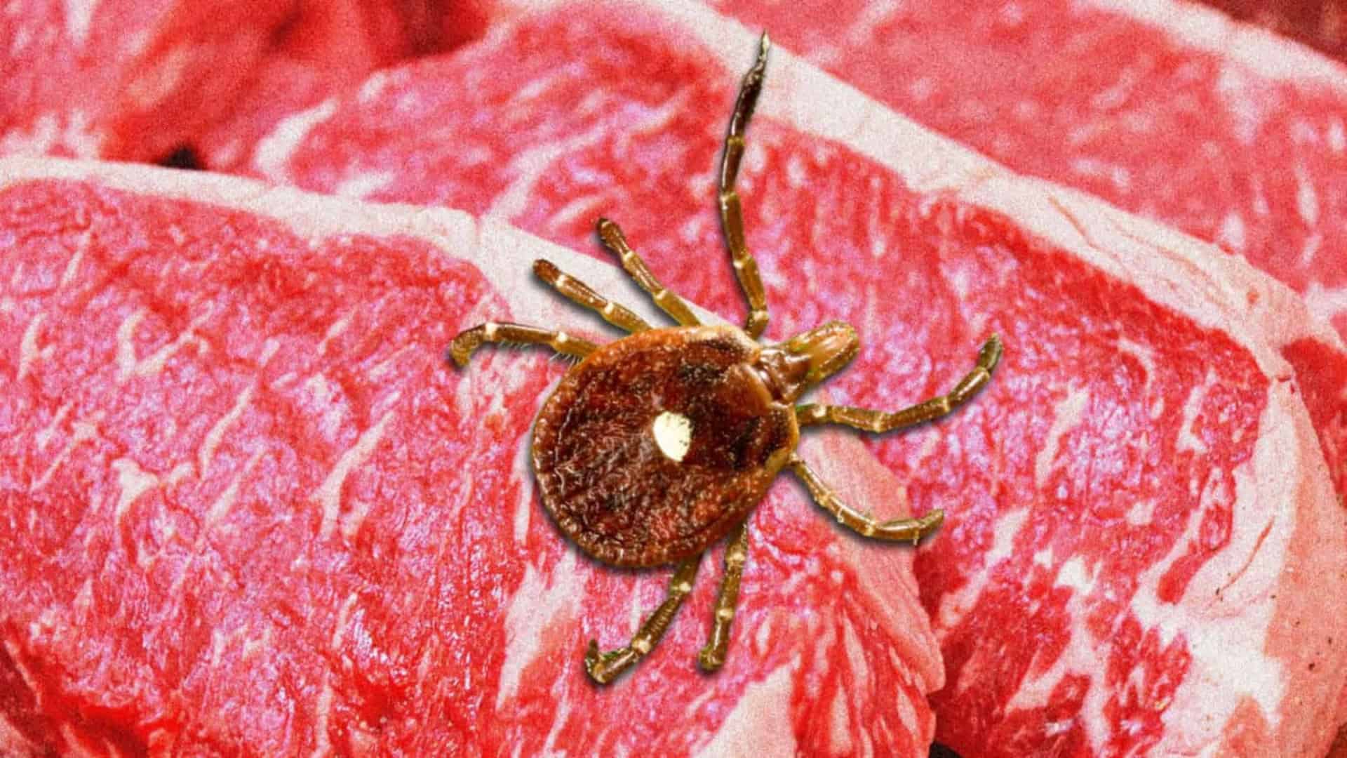 Carrapato-carne-vermelha-1-1-1920x1080