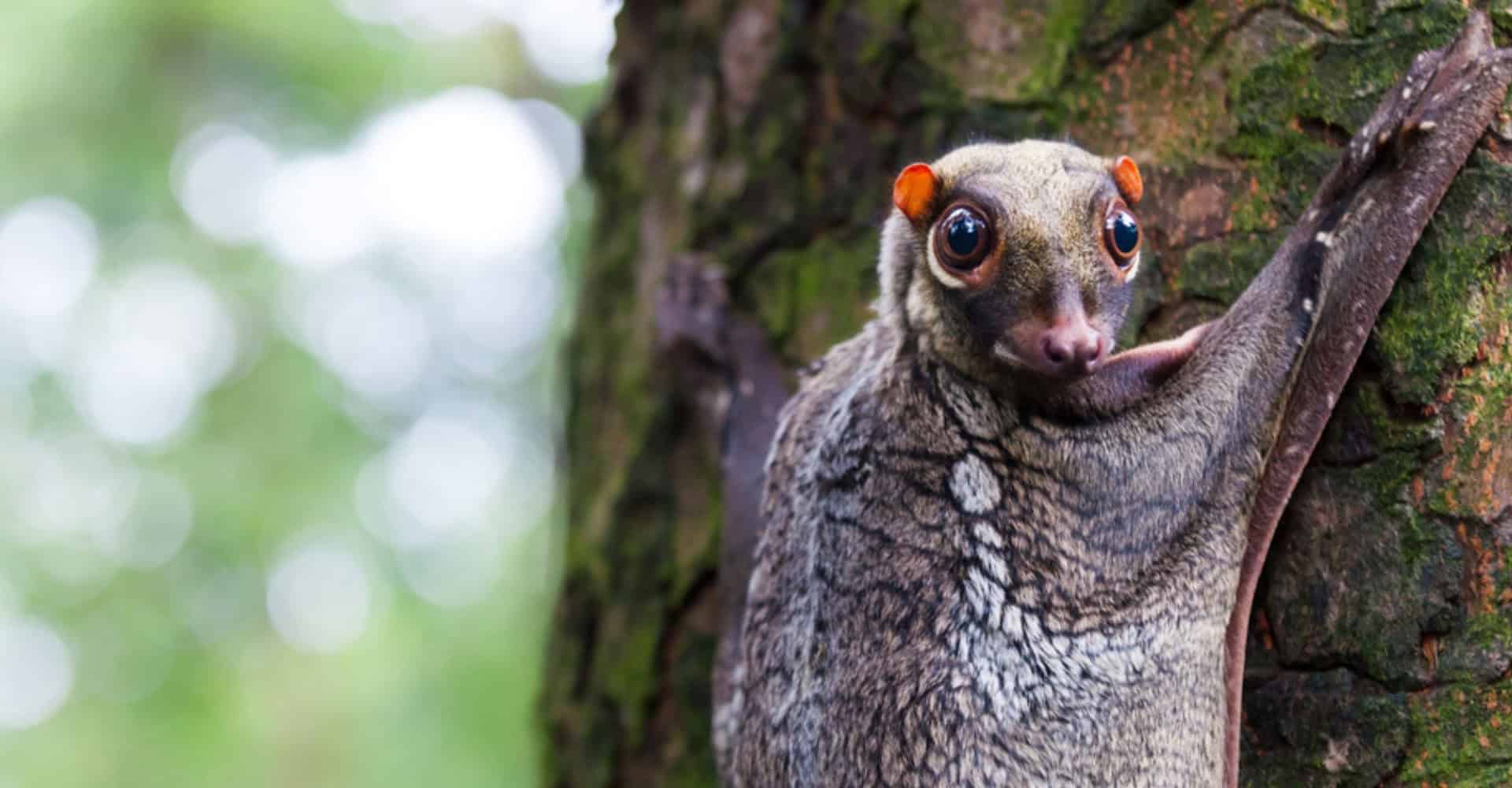 Colugo na árvore.