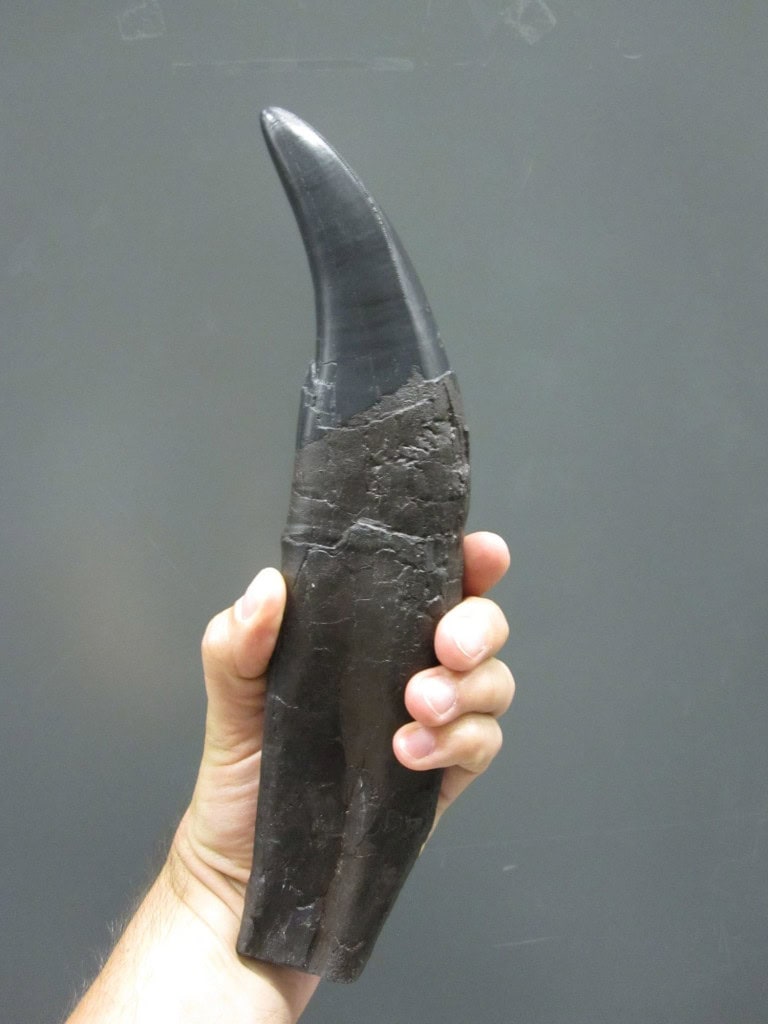 Um dente fossilizado de tiranossauro da coleção do Museu Royal Tyrrell, no Canadá.