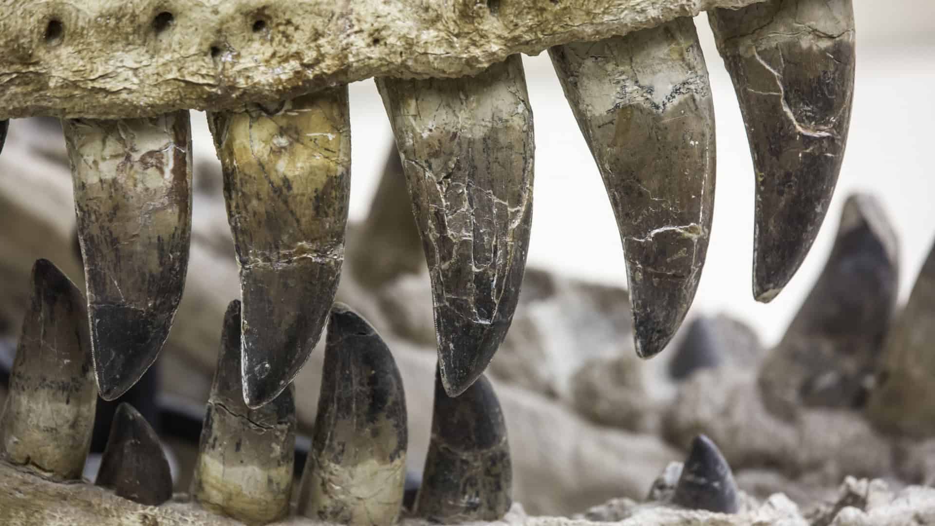 O esmalte em dentes fossilizados de dinossauro carrega registros do passado da Terra.