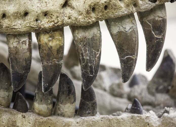 O esmalte em dentes fossilizados de dinossauro carrega registros do passado da Terra.