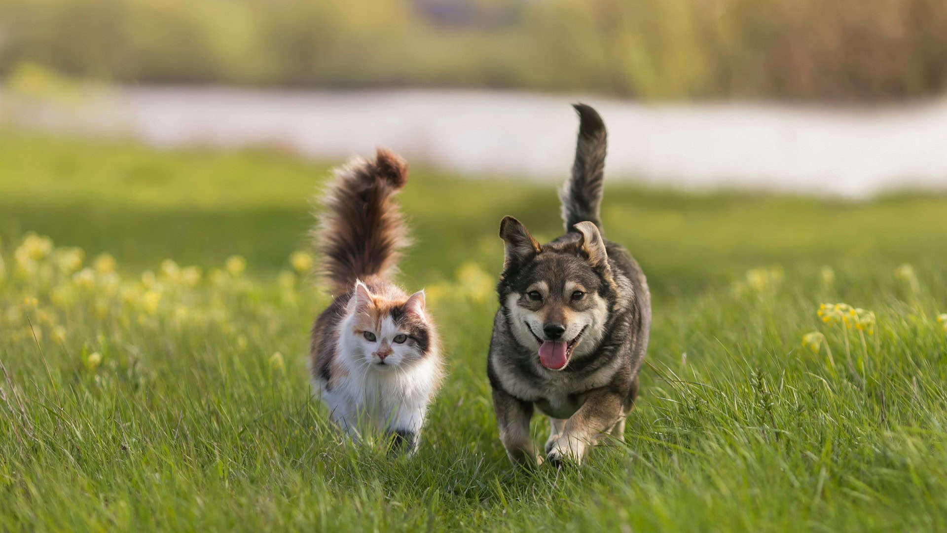 Um gato fofinho e um cachorro alegre caminham por um campo ensolarado na primavera.