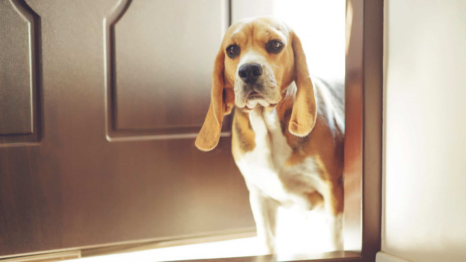 cachorro beagle na porta vendo seu dono saindo