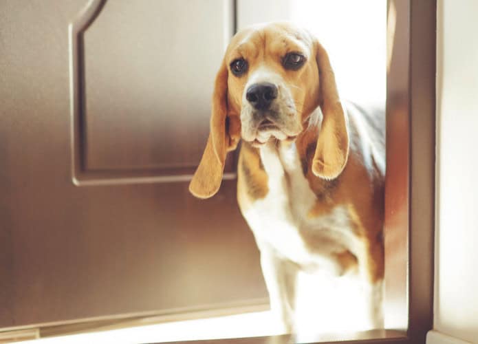 cachorro beagle na porta vendo seu dono saindo
