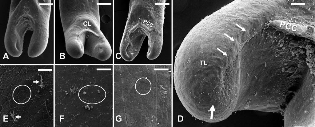 Micrografias de microscopia eletrônica de varredura de Gordius terrestris sp. nov. machos adultos. Painéis A a C mostram a região posterior em vista ventral com variação no formato dos lobos caudais e dos crescentes pós cloacais. Painel D mostra o lobo caudal com fileira distinta de cerdas que inicia abaixo do crescente pós cloacal e segue pela face ventral interna e com cerdas distribuídas em padrão circular na extremidade terminal. Painéis E a G mostram variação das aréolas poligonais pouco desenvolvidas no tegumento posterior e cerdas ramificadas. Barras de escala 175 µm nos painéis A a C 75 µm no D 8 µm nos E a G.